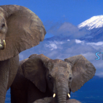 Elephants & Mt. Kilimanjaro
