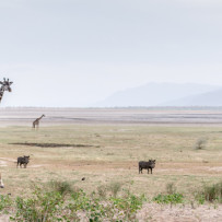 Lake Manyara National Park